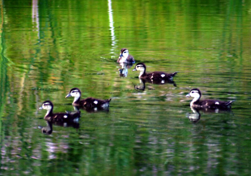Ducks in Wetlands