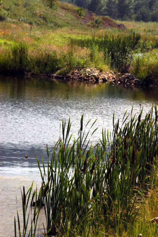Wetland Treatment Pond