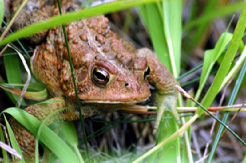 Toad in Wetlands